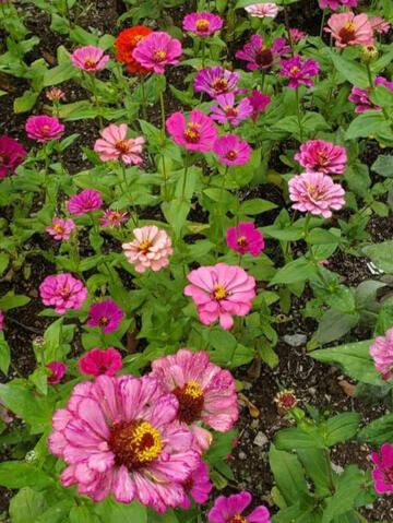 Flowers