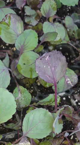 Seedling