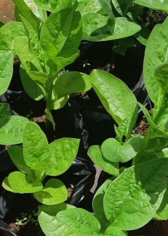 Seedlings