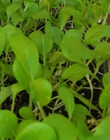 Seedling