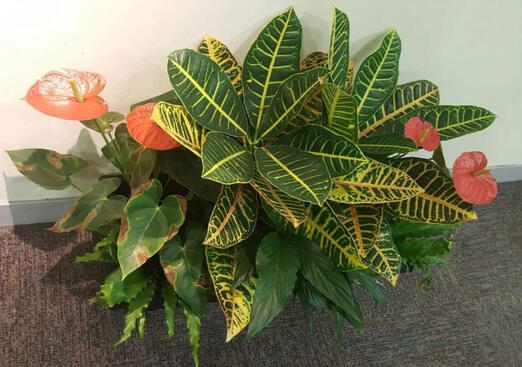 Flowers